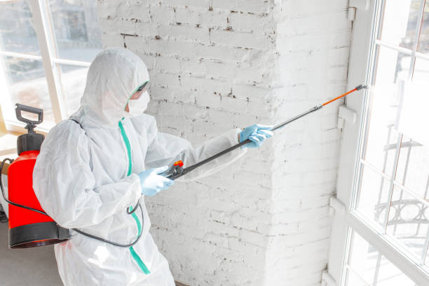 Why You Should Choose Our Mold Remediation Services in Rialto, CA